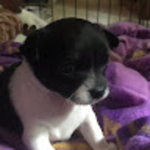 Meet your Posher, Jackson